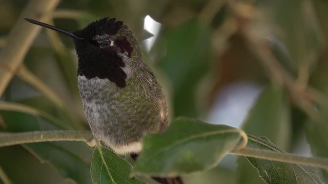 Brilliant Male Anna's Hummingbird gorget perch and take-off in slowmo
