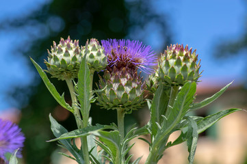 Cynara cardunculus big flowers in bloom, utility flowering plant