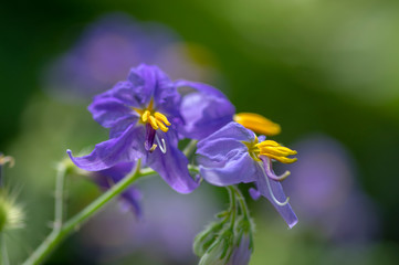 Solanum citrullifolium, nightshade flowers in bloom, blue violet flowering ornamental plant