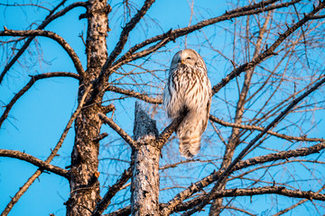 owl