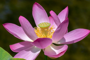 Nelumbo nucifera water plant in bloom, flowering amazing ornamental flowers