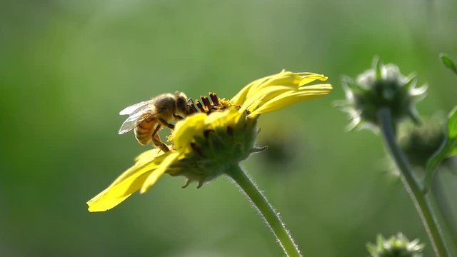 Bee pollinating flower