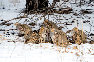 partridge