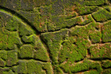Green moss on stone texture