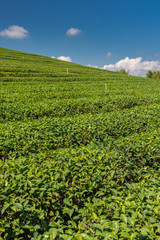 Fototapeta na wymiar Green Tea fields.