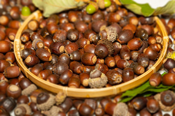 Oak fruit acorn