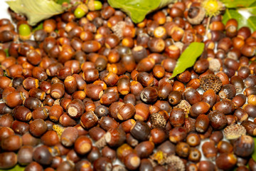 Oak fruit acorn