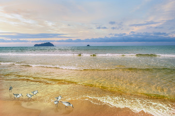 Feeding place/ Sea landscape at sunrise with sea sandpipers