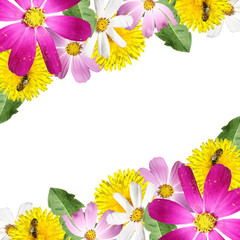 Obraz premium Piękny kwiecisty tło dandelion i kosmeya