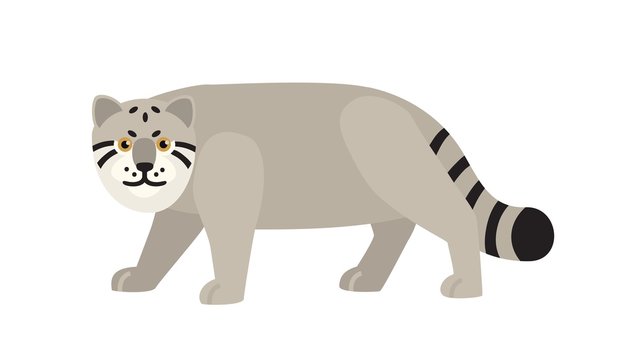 "Pallas Cat" Images – Browse 37 Stock Photos, Vectors, and Video ...