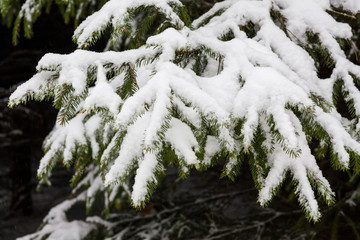 Fir branches under the snow