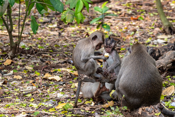 Monkeys in Bali