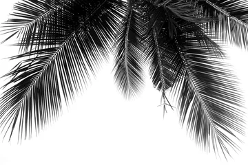 Crédence de cuisine en verre imprimé Palmier beautiful palms leaf on white background
