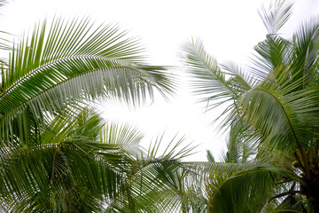 Fototapeta premium coconut leaves on white background