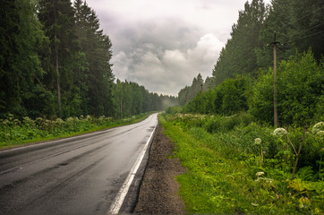 Wet asphalt road in the forest stretching away