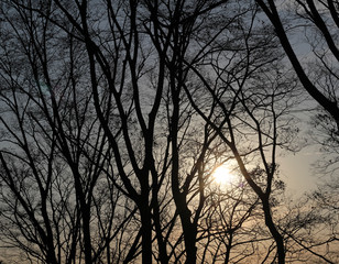 Branch trees silhouettes against sunset background