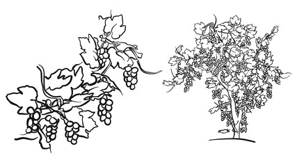 Vine tree and fruit drawing