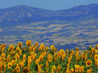 les tournesols