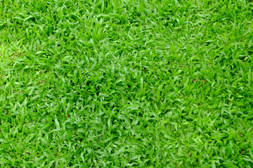 grass lawn