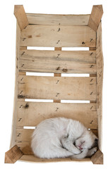 Fototapeta na wymiar White kitty curling up in wooden box top view isolated on white