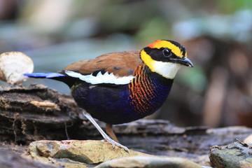banded pitta (male) on the log. The banded pittas, Hydrornis spp., are a group of birds in the Pittidae family that were formerly lumped as a single species, the banded pitta. They are found in forest