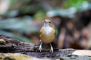 Abbott's Babbler on the log. Abbott's babbler is a species of bird in the Pellorneidae family. It is widely distributed along the Himalayas in South Asia and extending into the forests of Southeast. 