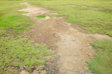 grass lawn in ground