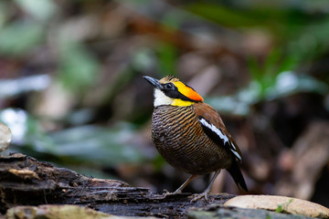 Banded pitta (female) on the log. A specie of Hydrornis spp., are a group of birds in the Pittidae family that were formerly lumped as a single species, the banded pitta. They are found in forest.