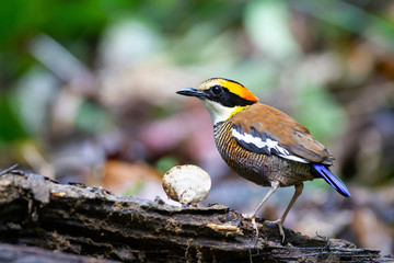 Banded pitta (female) on the log. A specie of Hydrornis spp., are a group of birds in the Pittidae family that were formerly lumped as a single species, the banded pitta. They are found in forest.