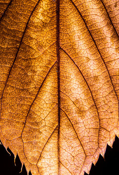 Abstract Close Up of Tree Leaf for Background