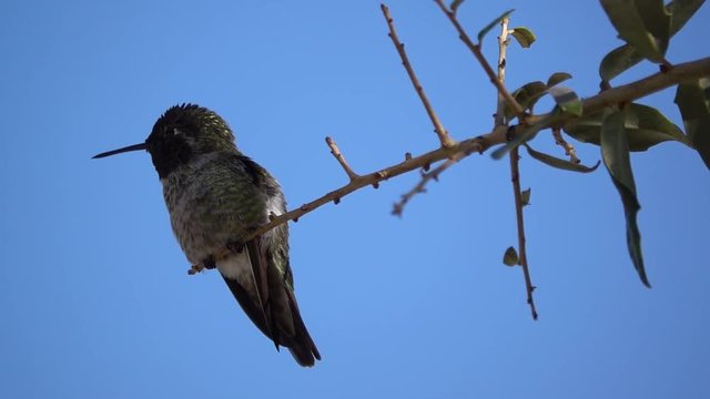 Male Anna's Hummingbird perched and fluffing its feathers in slow motion