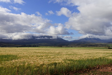 Getreidefelder mit Bergen und Wolken auf den Bergen auf dem Weg zum Kap Agulhas
