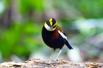 banded pitta (male) on the log. The banded pittas, Hydrornis spp., are a group of birds in the Pittidae family that were formerly lumped as a single species, the banded pitta. They are found in forest