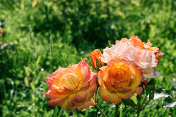 Beautiful flowers. Summer. Roses.