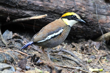 Banded pitta (female) on the log. A specie of Hydrornis spp., are a group of birds in the Pittidae family that were formerly lumped as a single species, the banded pitta. They are found in forest.