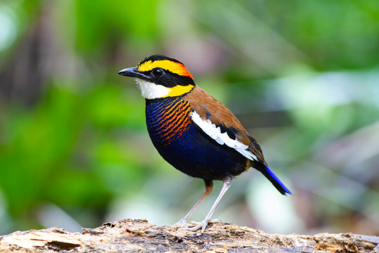 banded pitta (male) on the log. The banded pittas, Hydrornis spp., are a group of birds in the Pittidae family that were formerly lumped as a single species, the banded pitta. They are found in forest