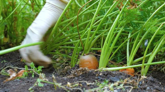 A farmer harvesting carrots. A woman gardener in rubber gloves pulls (digging) a carrot out of the ground.