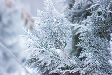 Tree branches in hoarfrost.