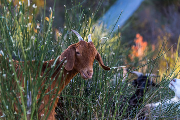 Curious Goat peaking out from Bushes