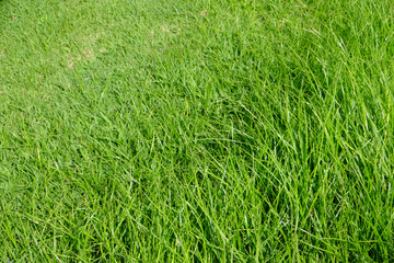 Obraz premium green grass texture