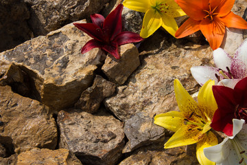 Beautiful lilies on the stones. 