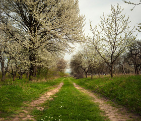 Panoramic photo of a blooming garden in the spring season. Beautiful apple trees in white bloom in the old garden. Spring atmosphere.
