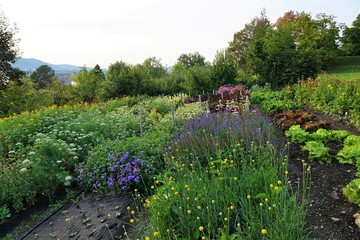 Ein Beet mit grünem Kohl und Salat in einem Garten in der schweiz - 237548441