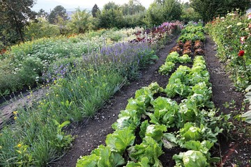 Ein Beet mit grünem Kohl und Salat in einem Garten in der schweiz - 237548487