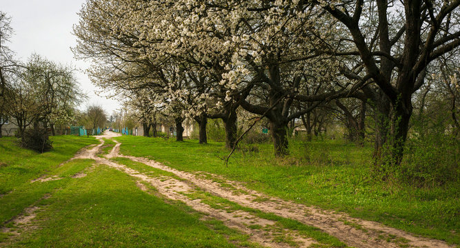 Panoramic photo of a blooming garden in the spring season. Beautiful apple trees in white bloom in the old garden. Spring atmosphere.