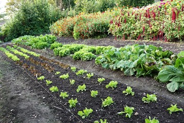 Ein Beet mit grünem Kohl und Salat in einem Garten in der schweiz - 237548632