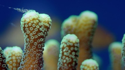 Detail of a stone coral, Raja Ampat, Indonesia