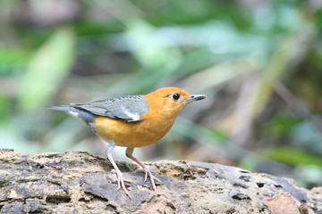 The orange-headed thrush is a bird in the thrush family. It is common in well-wooded areas of the Indian Subcontinent and Southeast Asia. Most populations are resident. The species shows a preference 