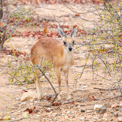 Sharpe's Grysbok