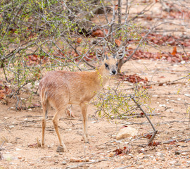 Sharpe's Grysbok